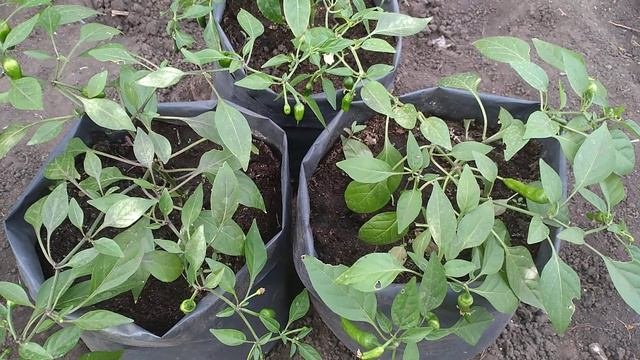 ЭТОТ ПЕРЕЦ РАСТЁТ ВНИЗ ОН АМПЕЛЬНЫЙ