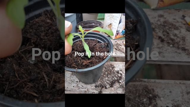 Potting on tomato seedlings this morning. Marmande, money maker, and Roma. Here's how to do it.