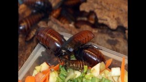 Удивительные соседи. Мадагаскарские тараканы