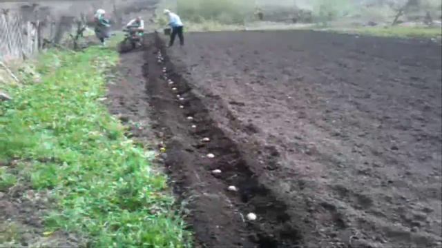 Сажаем картошку под мотоблок Урал