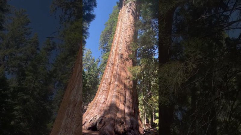 Самое большое дерево в мире. Секвойя. #usa #sequoia #nature #gianttree #amazing