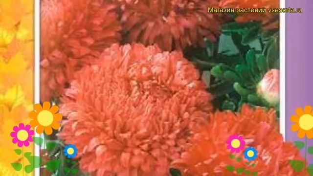 Астра низкорослая лососевый ковер. Краткий обзор, описание характеристик Lososevyy kover смотреть онлайн