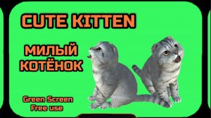 МИЛЫЙ КОТЁНОК видео Green Screen футаж. ХРОМАКЕЙ АНИМАЦИЯ на зелёном фоне.