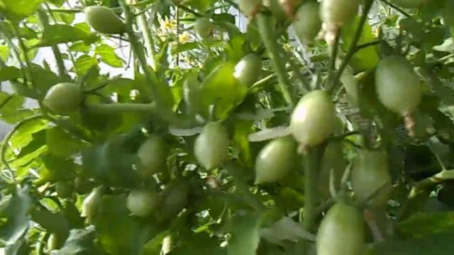 ДИКАЯ ВИШНЯ БАРРИ-ЧУДО ТОМАТ.. смотреть онлайн