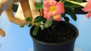 ???ПОЧЕМУ ГИБНУТ МАГАЗИННЫЕ ЦВЕТЫ ! КАК СПАСТИ И АДАПТИРОВАТЬ КУПЛЕННЫЙ ЦВЕТОК