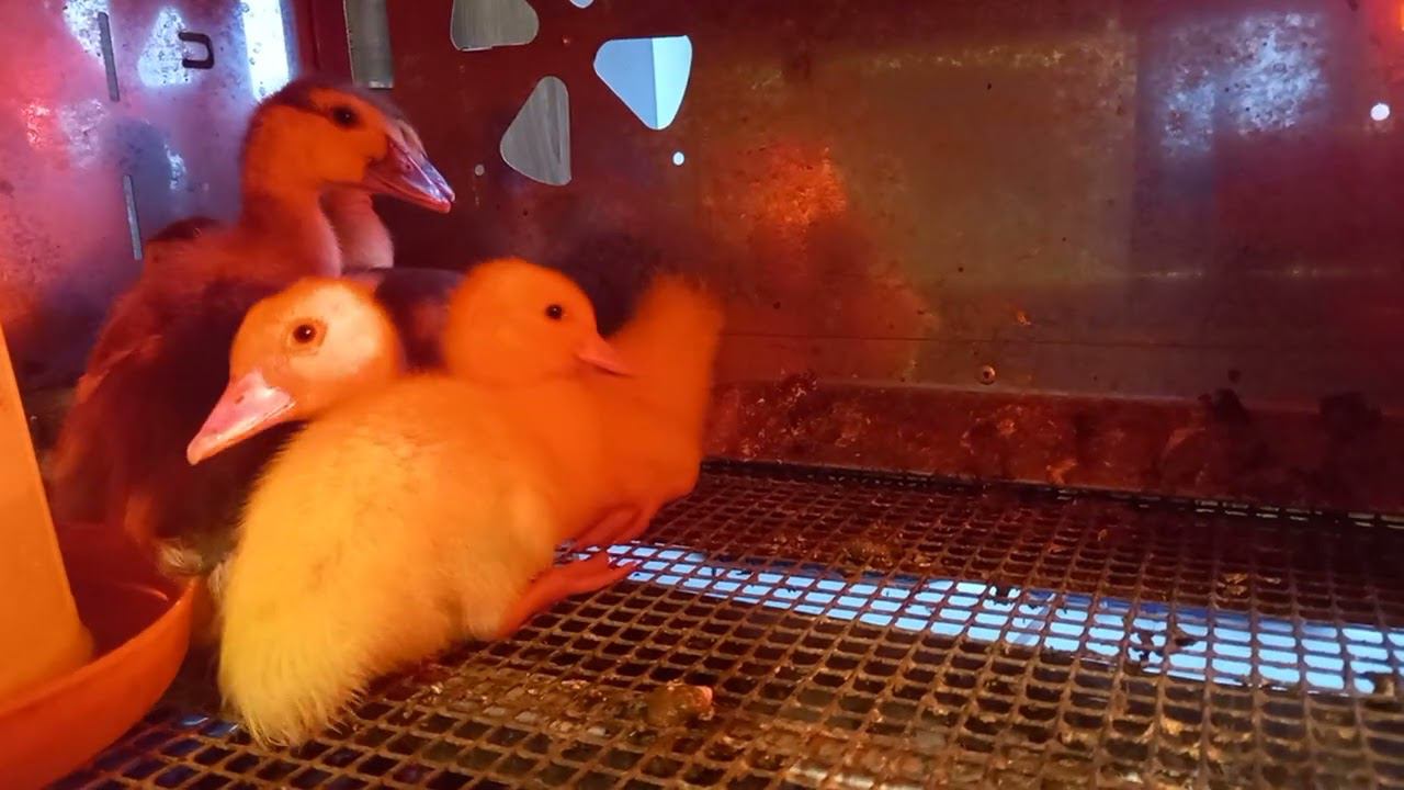 Мускусы или Муларды? От 0 до забоя. смотреть онлайн