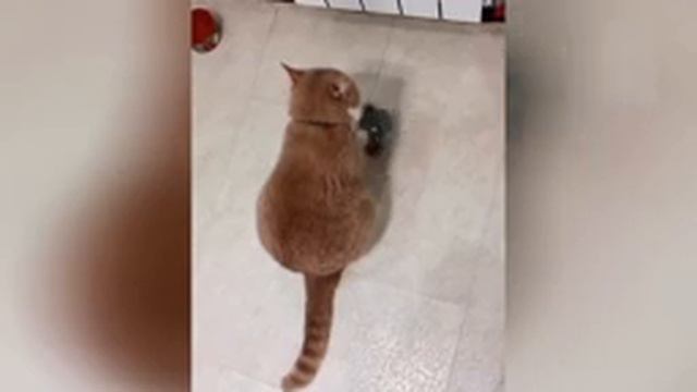 Приколы_с_котами!_Смешные_коты_с_ОЗВУЧКОЙ!_СМЕШНЫЕ_ЖИВОТНЫЕ_