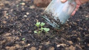 Основные правила высадки капустной рассады в открытый грунт. Как посеять капусту правильн