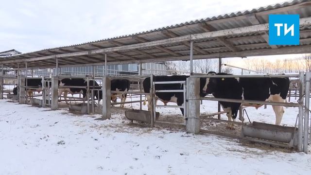 Бык – символ 2021 года, какой он? смотреть онлайн