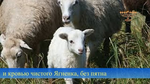 Пасхальный Агнец смотреть онлайн