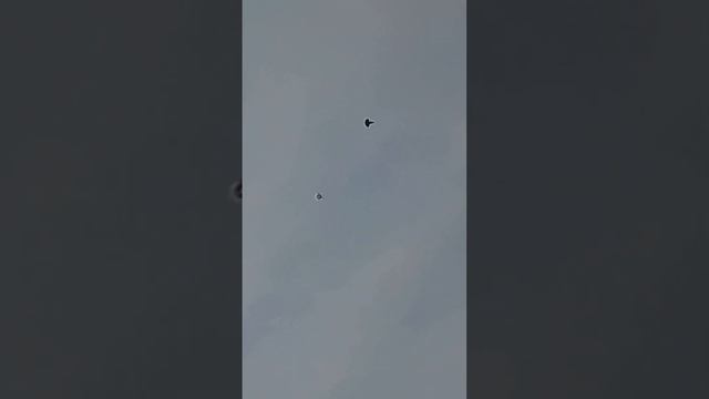 голуби серпасстые 8 02 2023г смотреть онлайн