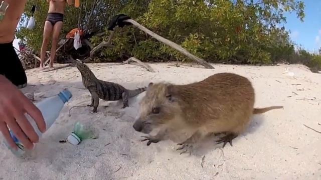 Сады Королевы. Jardines de la Reina. Part 6. PostScriptum.. смотреть онлайн