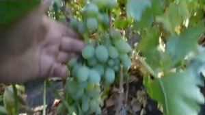 Сорт винограда Ланселот