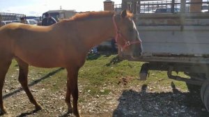 Лошадиный базар в г.Урус Мартан, Чечня (РЫНОК ЛОШАДЕЙ)  22.09.2019г