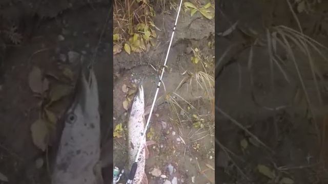 ОГРОМНАЯ ЩУКА ПОПАЛАСЬ НА СПИННИНГ😯 смотреть онлайн