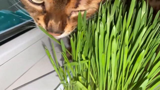Совет от подписчиков! ну очень вкусная трава для кота!