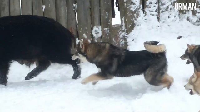 Выбор щенка лайки часть 2 смотреть онлайн