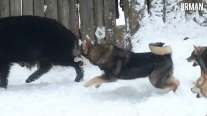 Выбор щенка лайки часть 2