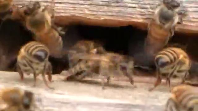 Пчеловодство. Случайно снял на видео матку, вернувшуюся с облета смотреть онлайн
