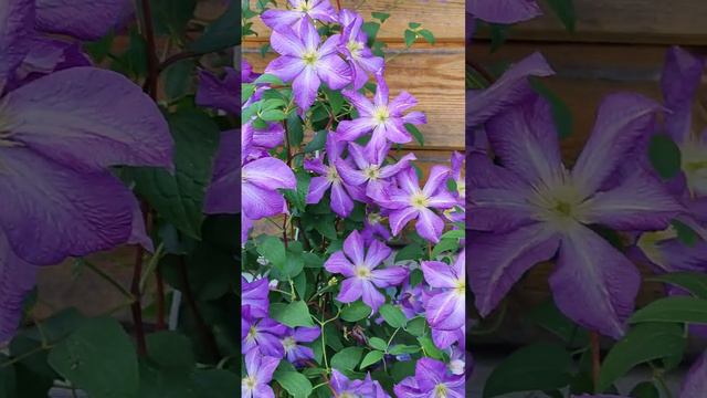 Клематис Солина _ Clematis Solina