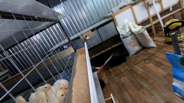 БОЛЕЕ 500кг. МЯСА В ЭТУ ПАРТИЮ В ОДНО ЛИЦО. А ТЫ ПОТЯНЕШЬ?
