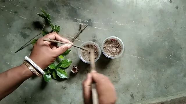 How to grow Gardenia Plant from cuttings | Grow cuttings(4). смотреть онлайн