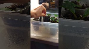 Уход за черенками гортензии метельчатой в декабре.