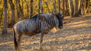 Wildebeest Sounds  - bleats,cry -  звуки Антилопа гну