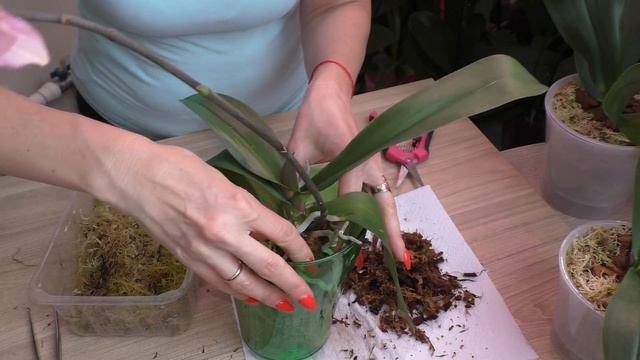 Пересадка орхидеи. Росла в неожиданном для меня грунте. смотреть онлайн