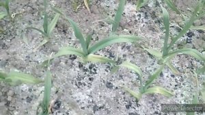 Выращивание деток рокамболя в саду улиток