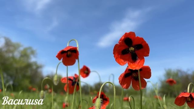 13 мая народный праздник День Якова. Что нельзя делать. Народные традиции и приметы и суеверия.