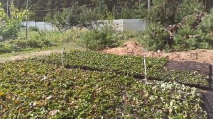 Разбрызгиватели на рассаде клубники вместе с капельным поливом