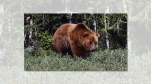 Медведь 2(Медвежий характер). Слайды для детей. МСЦ ЕХБ