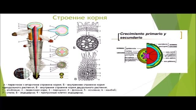 Корень и корневые системы