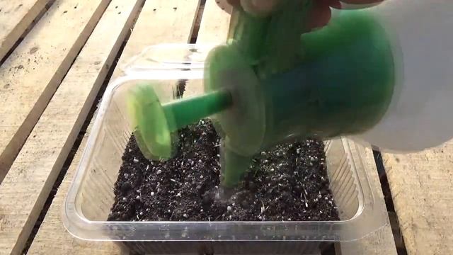 Засяване и отглеждане на Тагетес - Tagetes част 1. смотреть онлайн