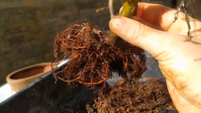 Самые важные сведения о бонсай! Пересадка бонсай за 6 минут!  Bonsai quick planting.
