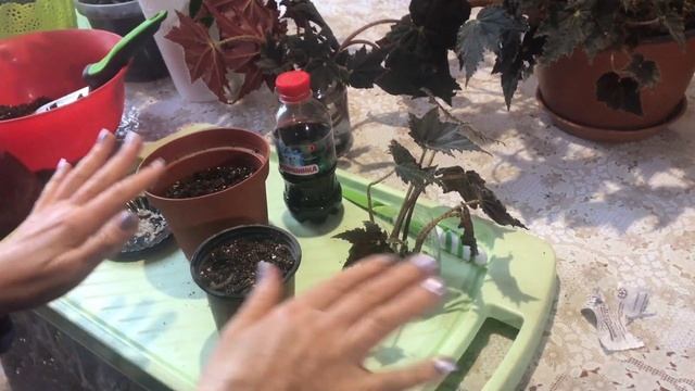 Королевскую бегонию размножаем быстро, легко и просто. смотреть онлайн