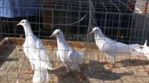 Ярмарка голубей г.Славянск-на-Кубани 18.06.2023г. 4часть