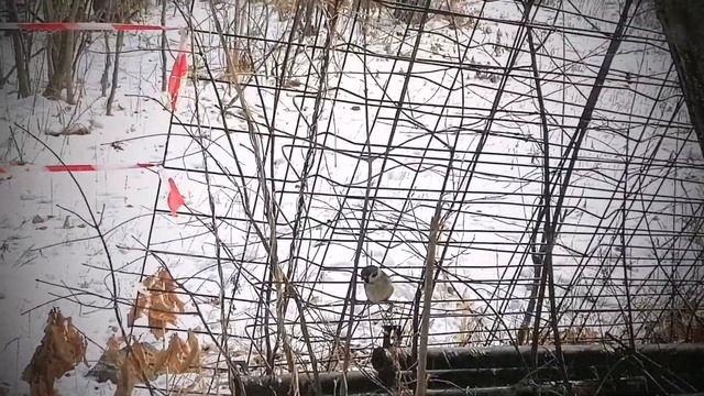 Покормите птиц зимой смотреть онлайн