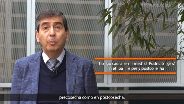 Casos de éxito tecnologías USACH - Biofungicida para controlar hongo Botrytis cinerea en uva de mes смотреть онлайн