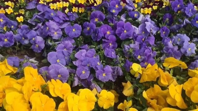 Анютины глазки. смотреть онлайн