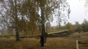 Пилим дерево! ЖЕСТЬ! РЖАКА! Смотреть до конца!