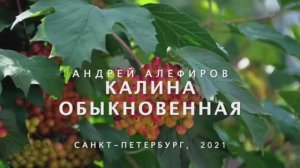 Калина обыкновенная. Алефиров А.Н.