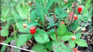 Земляника в брянском лесу 14.06.2016