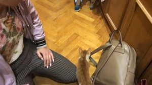 Знакомство: кошки с котятами ?☀️⭐️?✨