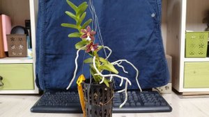 Trichoglottis brachiata первое цветение.(описание и уход)