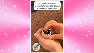 САДИМ СЕМЕНА В ЯИЧНУЮ СКОРЛУПУ