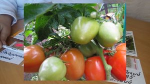 ? ВЫСОКОРОСЛЫЕ ГИБРИДЫ ПОМИДОР И НИЗКОРОСЛЫЕ СОРТА ПОМИДОР ДЛЯ ОТКРЫТОГО ГРУНТА