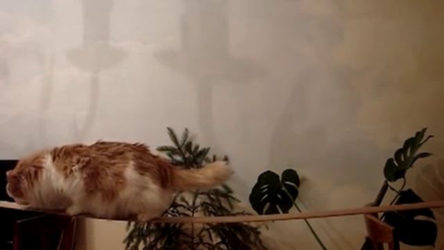 Cat is learning to walk on a rope — Кот учится ходить по канату смотреть онлайн
