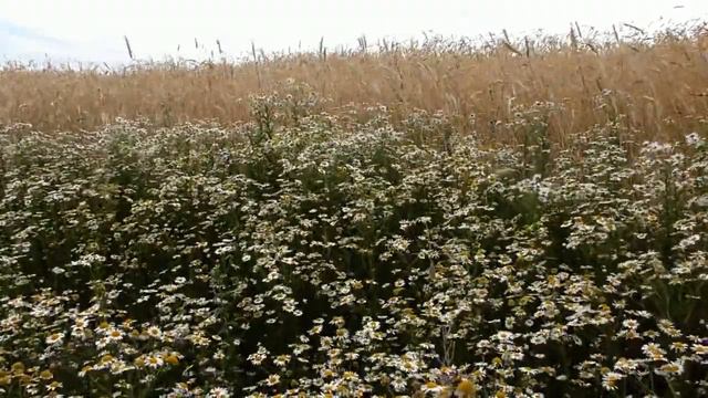 "Ромашки на краю ржаного поля".Видео зарисовка смотреть онлайн